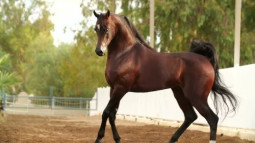 Ragala Bloodlines Arabian Horses