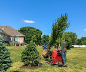 Buy Techny Arborvitae Trees | Planting & Warranty