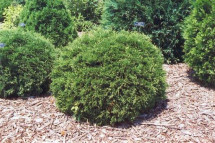 Buy Techny Arborvitae Trees | Planting & Warranty