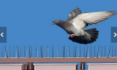 Bird Spike Installation Services for Long-Lasting Pigeon Control
