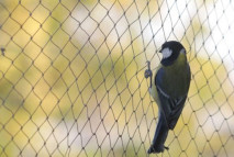 Looking for Anti Bird Nets in Chennai?