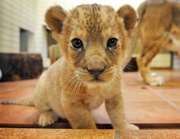 Cheetah Cubs ,white tiger , Lion cubs and parrots FOR SALE! - Pets in