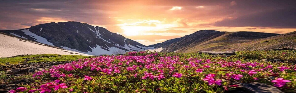valleyofflowers