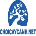 Choi Cay Canh