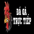 Đá Gà Trực Tiếp