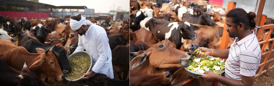 krishna dham gaushala