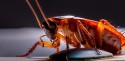 Bed Bugs Pest Control Dubai